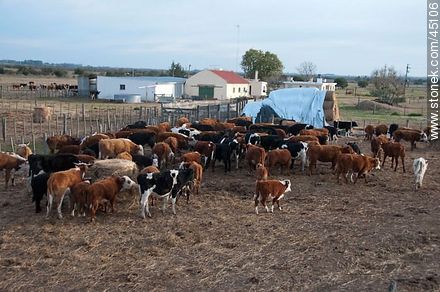 Cattle ranch. - Department of Montevideo - URUGUAY. Foto No. 45106