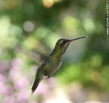 Hummingbird - Fauna - MORE IMAGES. Photo #45310