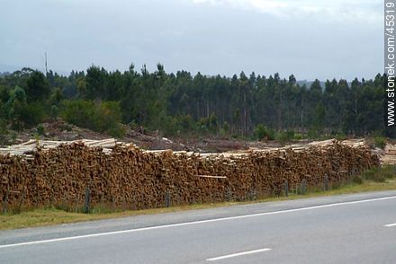 Storing of logs -  - MORE IMAGES. Photo #45319