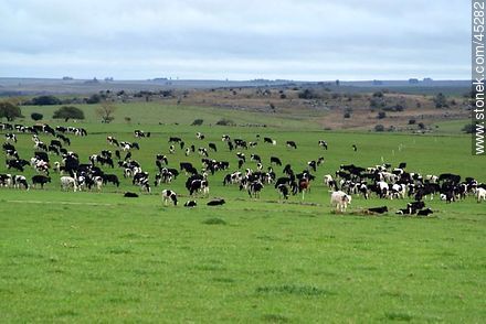 Holstein cattle -  - URUGUAY. Photo #45282