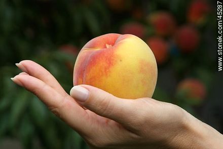 Peach - Flora - MORE IMAGES. Foto No. 45287