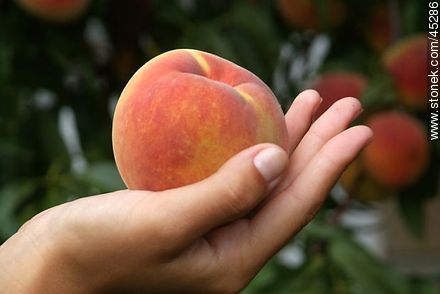 Peach - Flora - MORE IMAGES. Photo #45286