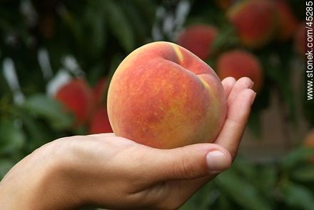 Peach - Flora - MORE IMAGES. Foto No. 45285