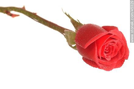 Rosa roja - Flora - IMÁGENES VARIAS. Foto No. 45329