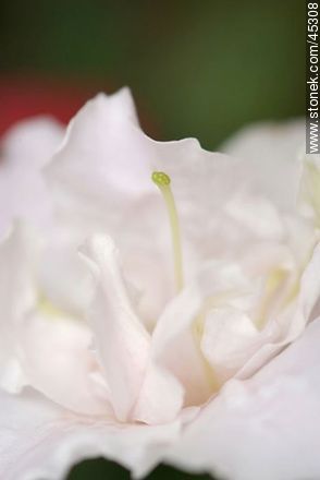 Pistilo de flor blanca - Flora - IMÁGENES VARIAS. Foto No. 45308