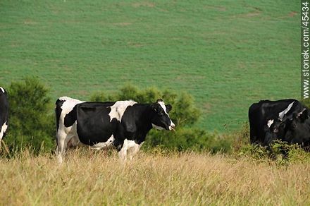 Cattle grazing in the field - Fauna - MORE IMAGES. Photo #45434