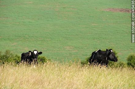 Cattle grazing in the field -  - URUGUAY. Photo #45436