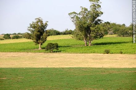 Fields for cattle grazing -  - URUGUAY. Photo #45438