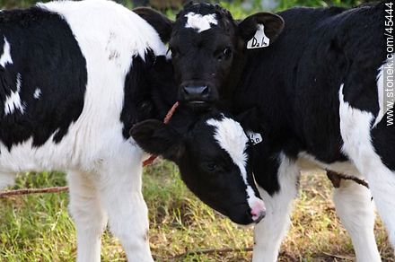 Holstein calves - Fauna - MORE IMAGES. Photo #45444