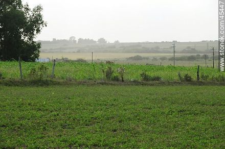 Grassland -  - URUGUAY. Photo #45447