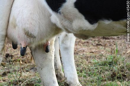 Ubre de vaca - Fauna - IMÁGENES VARIAS. Foto No. 45450