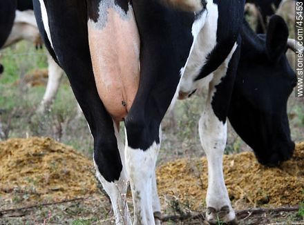 Vacas comiendo ración - Fauna - IMÁGENES VARIAS. Foto No. 45453