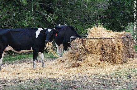 Vacas alimentándose con forraje - Fauna - IMÁGENES VARIAS. Foto No. 45454