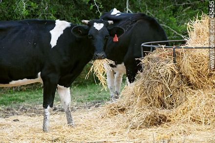 Vacas alimentándose con forraje - Fauna - IMÁGENES VARIAS. Foto No. 45455