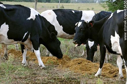 Vacas comiendo ración - Fauna - IMÁGENES VARIAS. Foto No. 45456