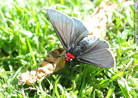 Black moth - Fauna - MORE IMAGES. Photo #45482