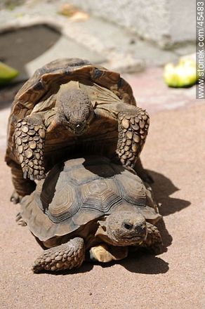 Tortoises - Fauna - MORE IMAGES. Photo #45483