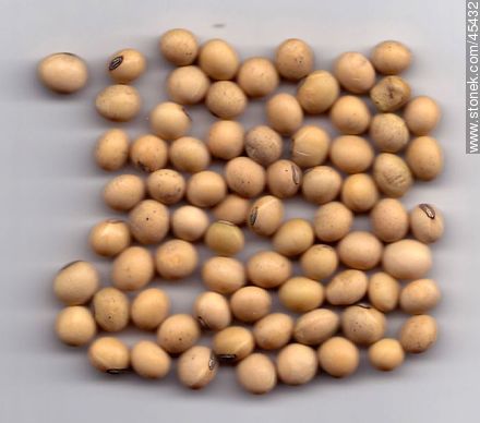 Soybeans -  - MORE IMAGES. Photo #45432