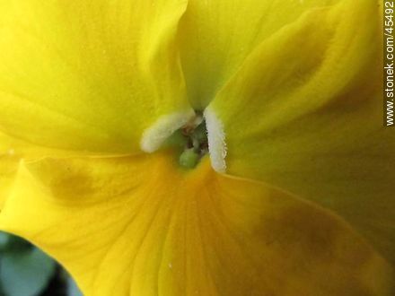 Viola amarilla - Flora - IMÁGENES VARIAS. Foto No. 45492