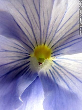 Pensamiento lila - Flora - IMÁGENES VARIAS. Foto No. 45490