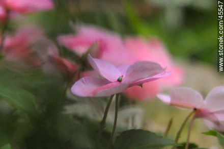 Pink Busy Lizzy, Balsam or Impatiens - Flora - MORE IMAGES. Photo #45547