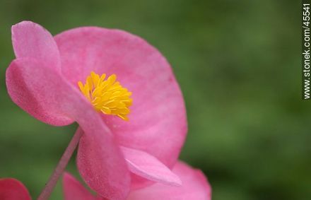 Begonia - Flora - MORE IMAGES. Photo #45541