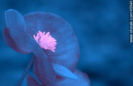 Begonia de flor, flor de azúcar  - Flora - IMÁGENES VARIAS. Foto No. 45540