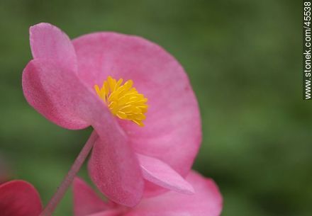 Begonia - Flora - MORE IMAGES. Photo #45538