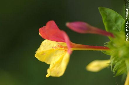 four o'clock flower or marvel of Peru - Flora - MORE IMAGES. Photo #45536