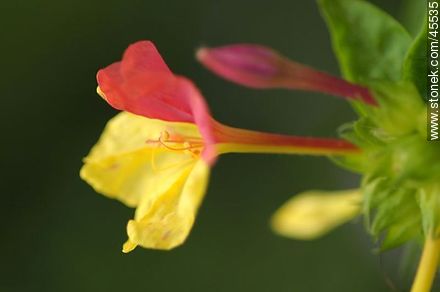 four o'clock flower or marvel of Peru - Flora - MORE IMAGES. Photo #45535