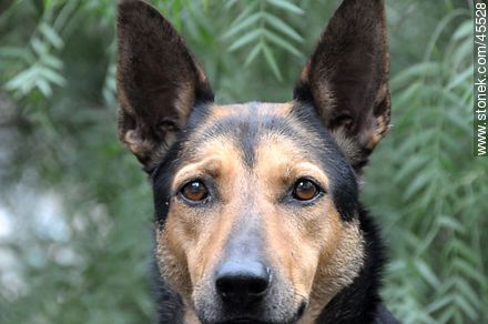 Big-eared dog - Fauna - MORE IMAGES. Foto No. 45528