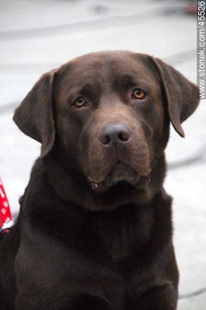 Chocolate Labrador Retriever - Fauna - MORE IMAGES. Foto No. 45526