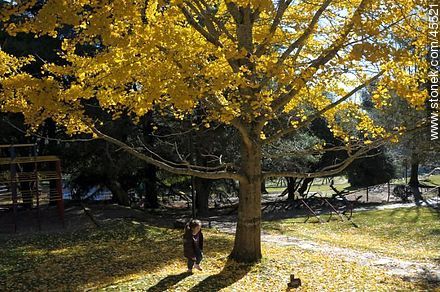 Yellow leaves of a linden tree - Lavalleja - URUGUAY. Foto No. 45521