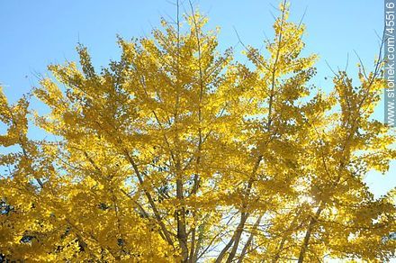 Yellow leaves of a linden tree - Lavalleja - URUGUAY. Foto No. 45516