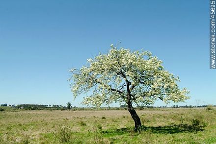 Árbol florecido en el medio del campo - Departamento de Canelones - URUGUAY. Foto No. 45695
