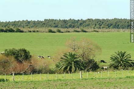 Fields of Canelones - Department of Canelones - URUGUAY. Photo #45639