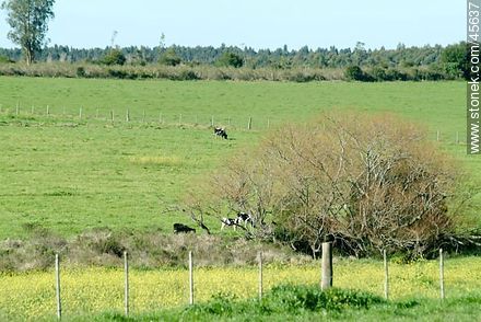 Fields of Canelones - Department of Canelones - URUGUAY. Photo #45637