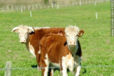 Hereford cattle - Fauna - MORE IMAGES. Photo #45632