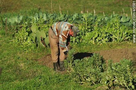 Elder plowing the land. - Department of Canelones - URUGUAY. Foto No. 45581