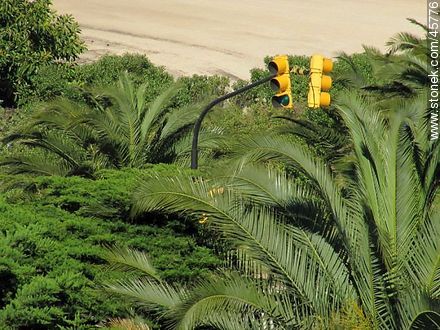 Semáforo asomando entre las palmeras - Departamento de Montevideo - URUGUAY. Foto No. 45776