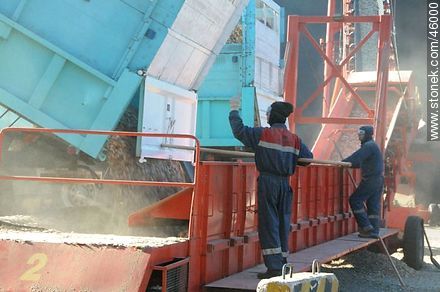 Descarga de chips de madera de camiones y carga a barco. - Departamento de Montevideo - URUGUAY. Foto No. 46000