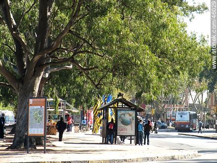 Parada de ómnibus en la Av. Ricaldoni - Departamento de Montevideo - URUGUAY. Foto No. 46029