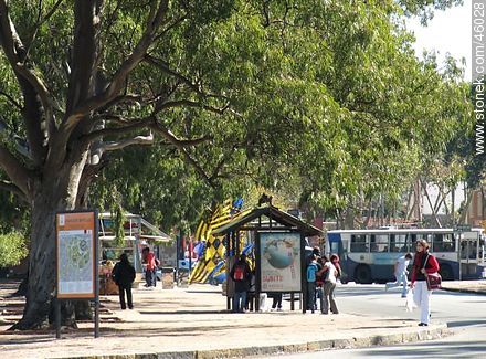 Parada de ómnibus en la Av. Ricaldoni - Departamento de Montevideo - URUGUAY. Foto No. 46028