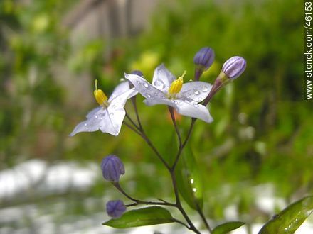 Solanum - Flora - MORE IMAGES. Photo #46153