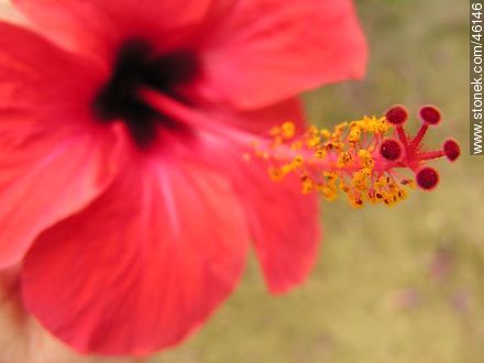 Flor de hibisco rojo - Flora - IMÁGENES VARIAS. Foto No. 46146