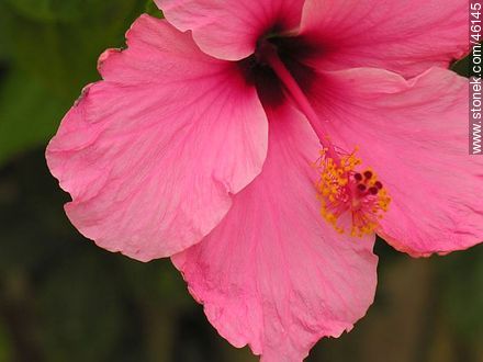 Flor de hibisco rosado - Flora - IMÁGENES VARIAS. Foto No. 46145