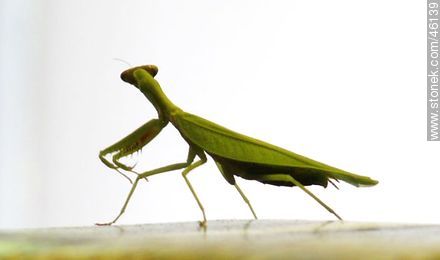 Praying mantis - Fauna - MORE IMAGES. Photo #46139