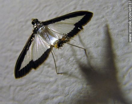 Polilla de alas transparentes - Fauna - IMÁGENES VARIAS. Foto No. 46137