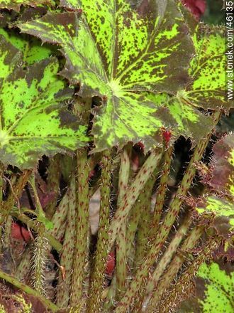 Begonia - Flora - IMÁGENES VARIAS. Foto No. 46135