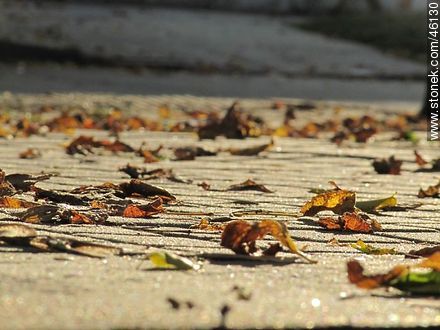 Autumn leaves on the sidewalk -  - MORE IMAGES. Photo #46130